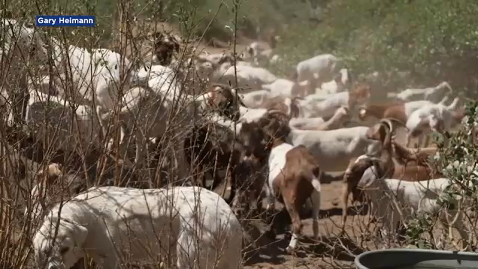 Goats being used to help prevent flames in Shaver Lake