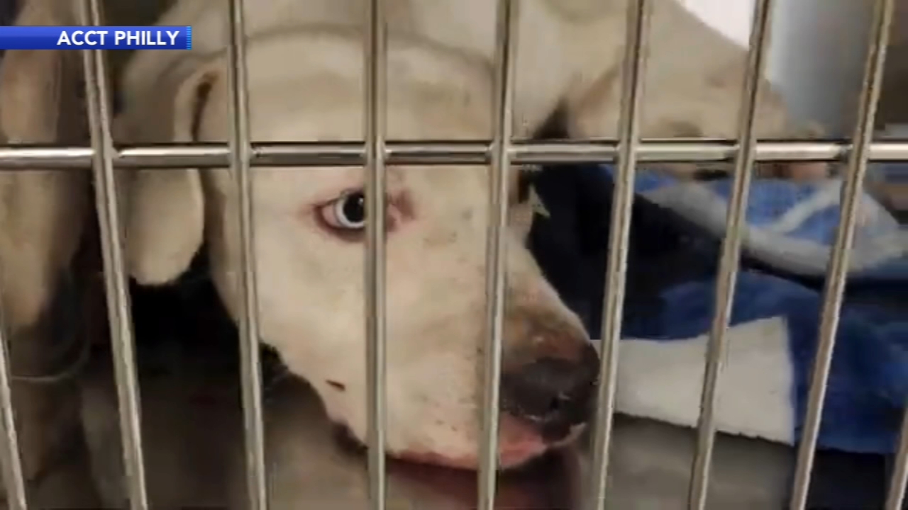 'Brave little guy': Emaciated dog dumped near creek needs new home