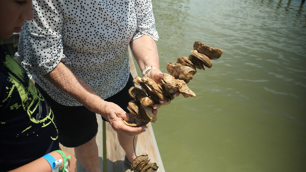 Galveston Co. neighbors restoring reefs through oyster gardening