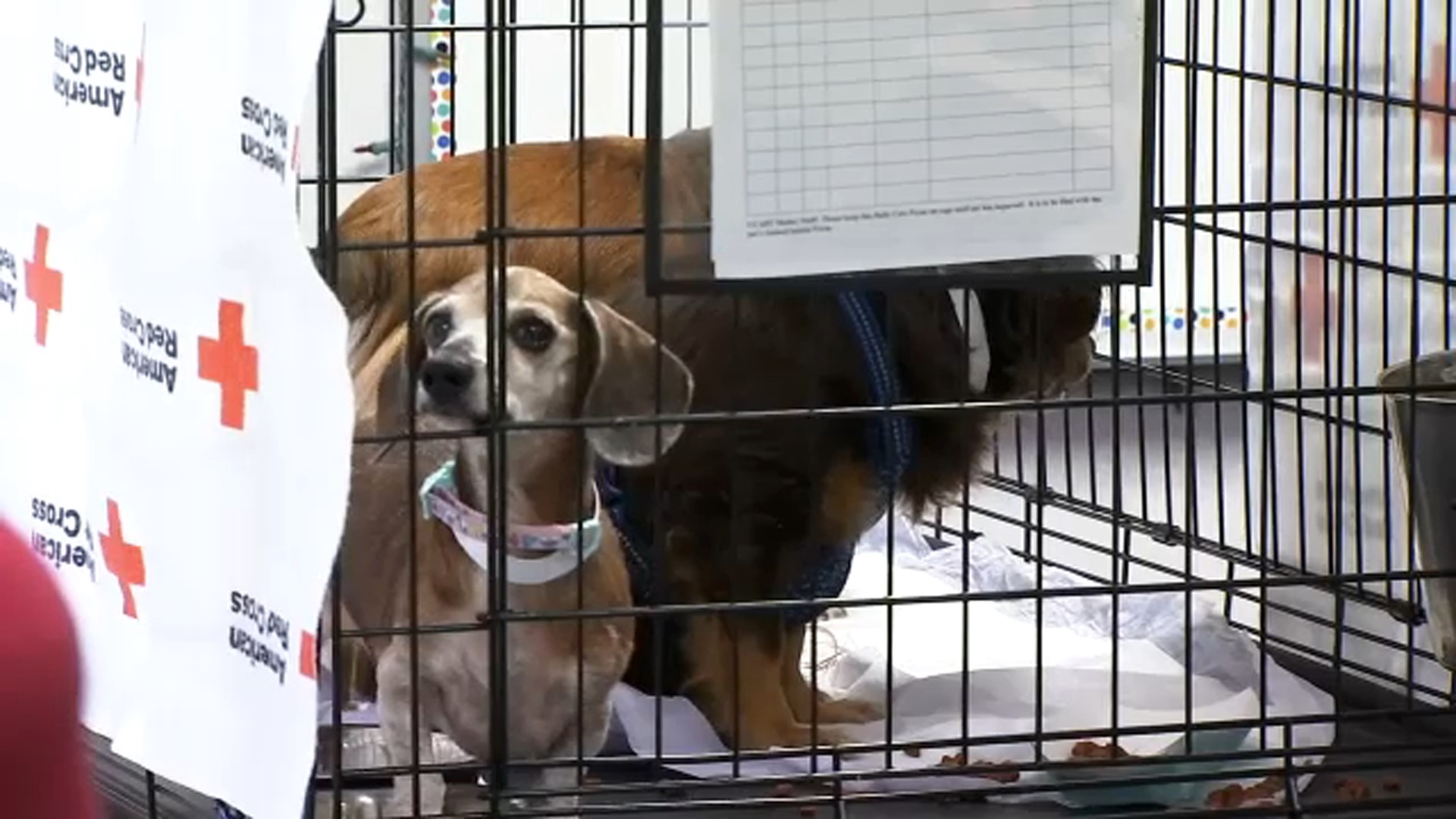 Fresno County now has a brand new animal shelter ABC30 Fresno