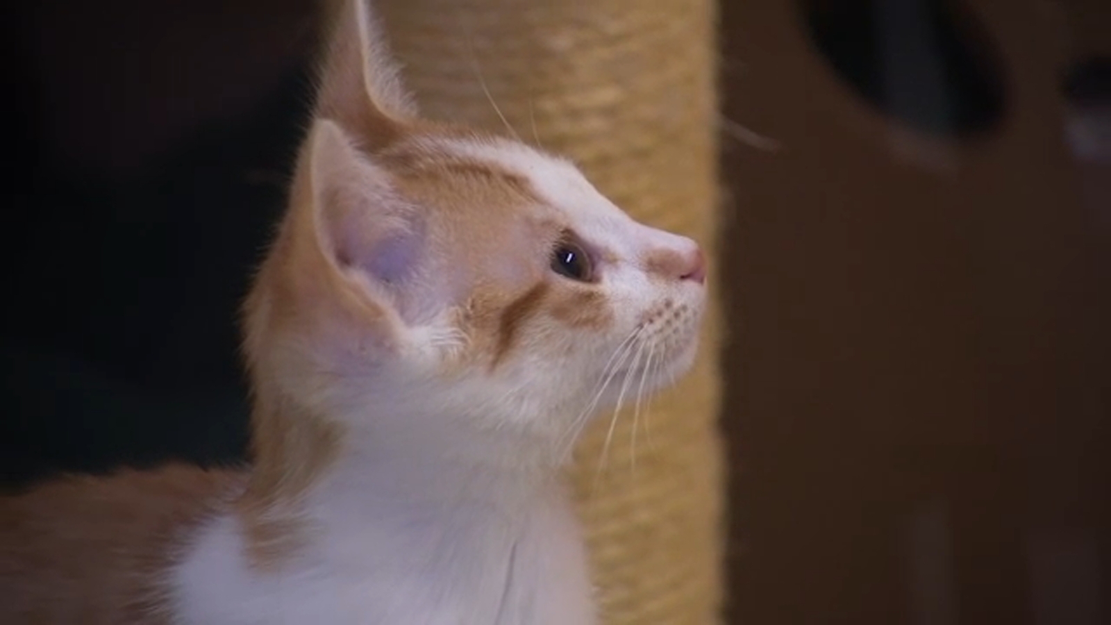 Valley Animal Center asking for dry cat food donations ABC30 Fresno