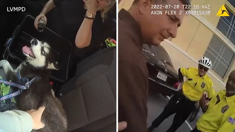 Husky pup rescued from car on 113-degree day in Las Vegas, police say