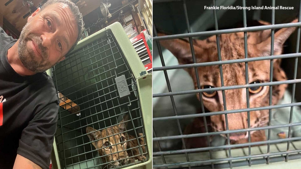 Long Island wild cat captured and receiving care