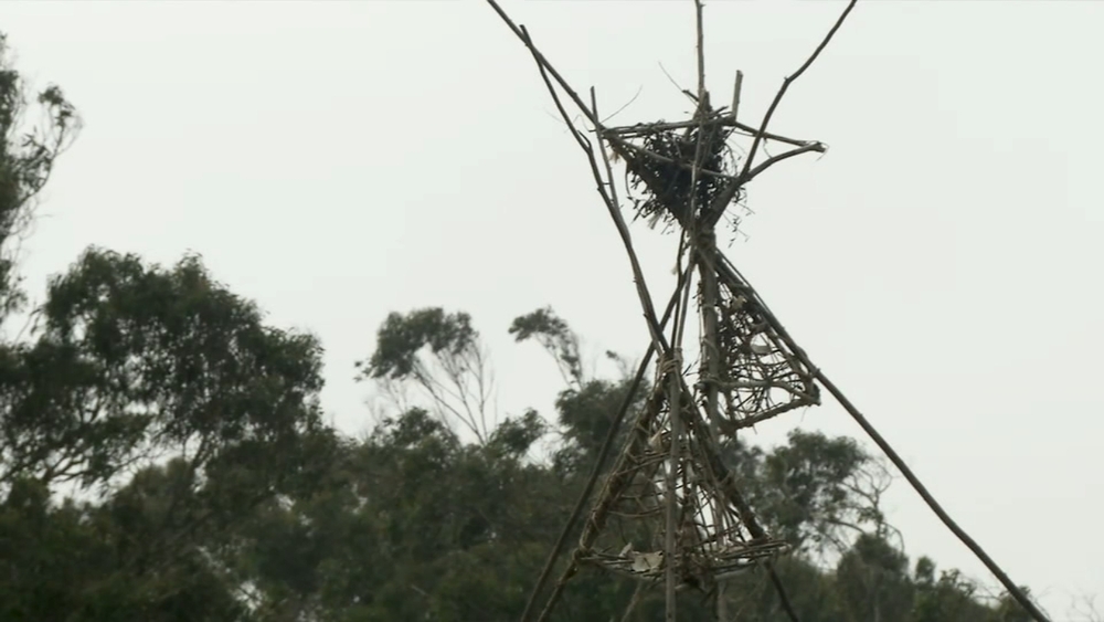 Student-led biodesign project adds habitats to SF's Presidio