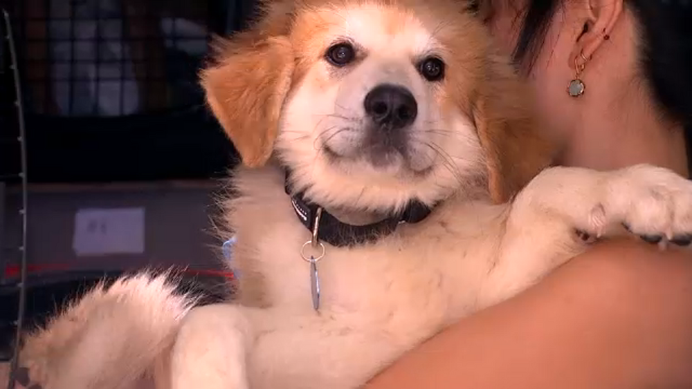 Nearly 50 rescue dogs arrive in New York City from Kentucky