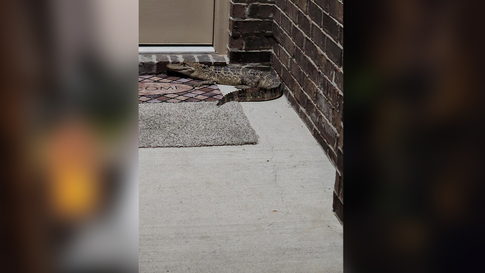 Animals Harris County Precinct 4 deputies rescue and release 3foot