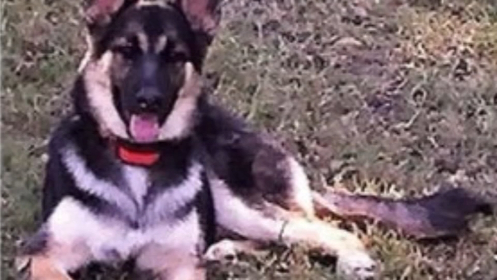 Dog taken from Baytown home 4.5 years ago found in Texas Panhandle