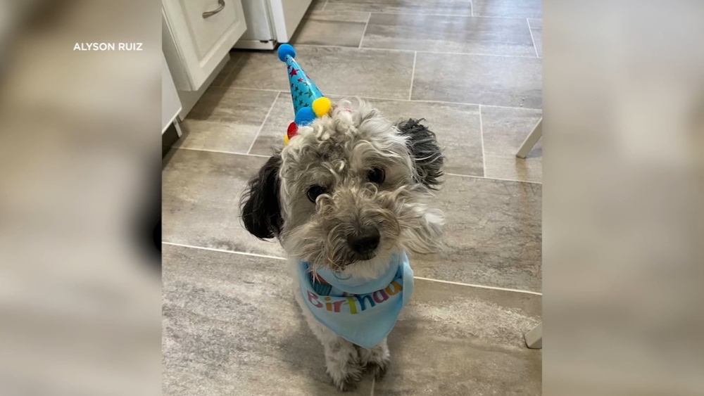 Dog lost while staying with pet sitter booked through Rover in SF