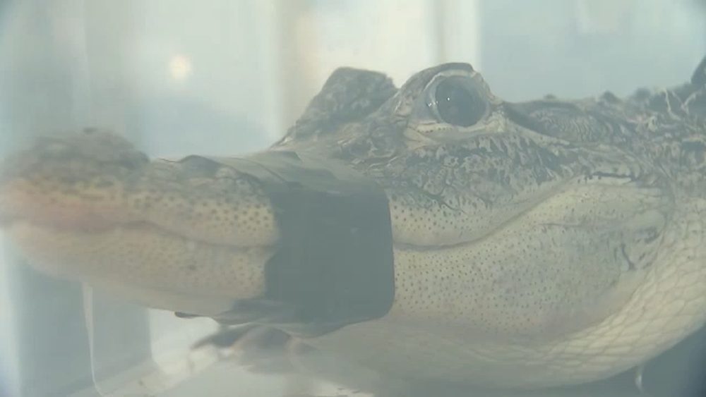 5-foot alligator surrendered to Suffolk County SPCA