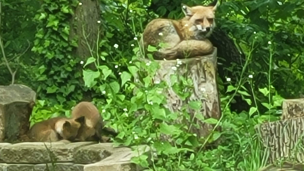 Stealthy foxes steal from Pennsylvania porches