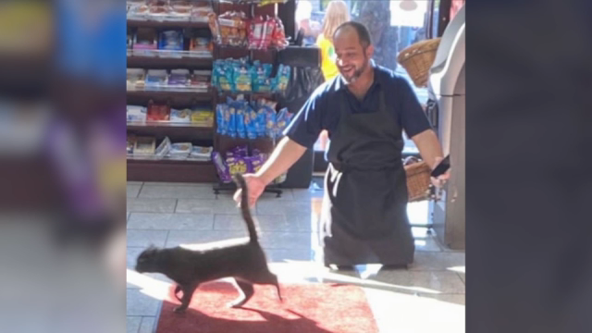 Stolen bodega cat returned unharmed in Brooklyn