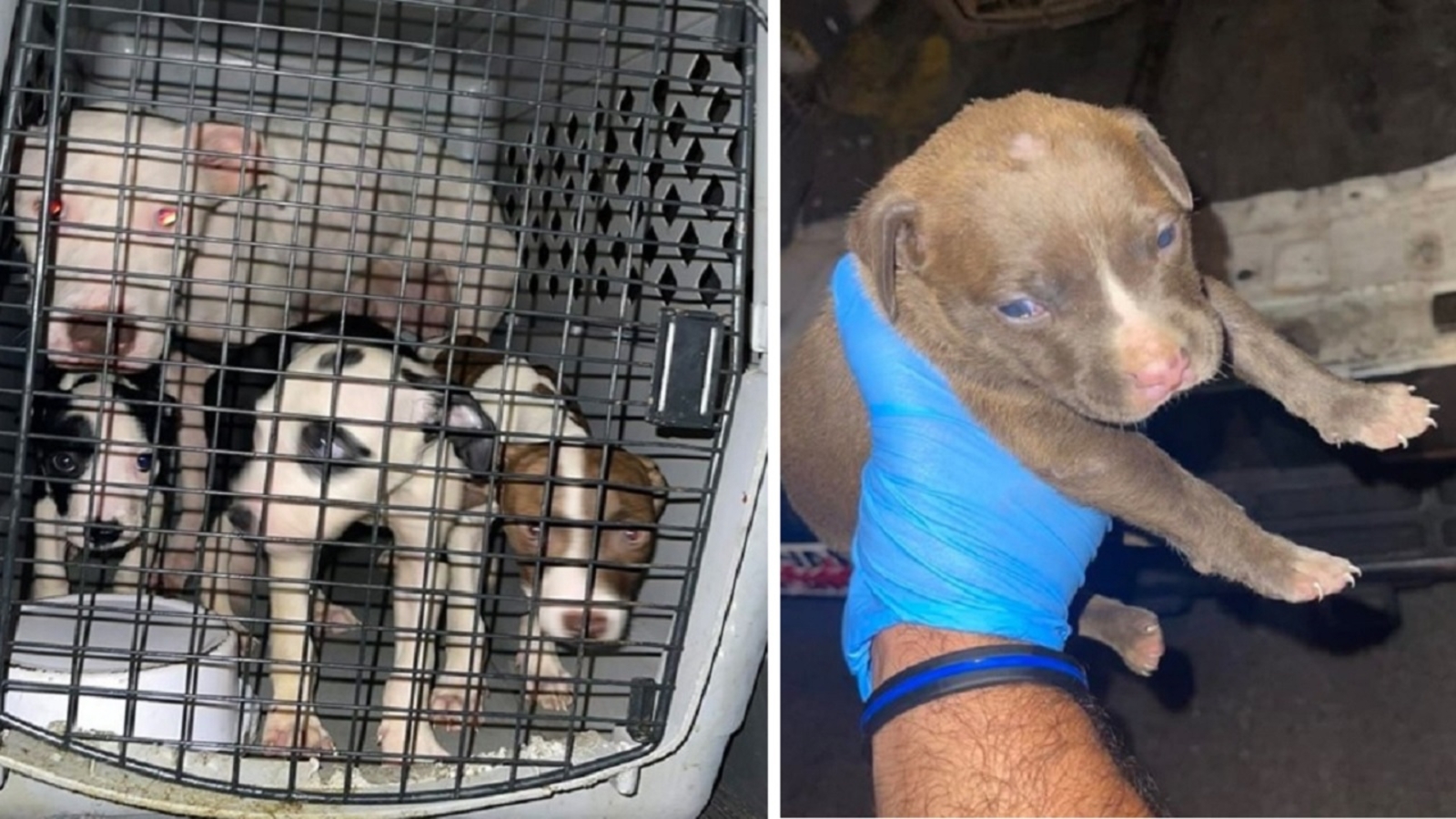 14 dogs seized in NYC animal cruelty investigation - ABC7 New York