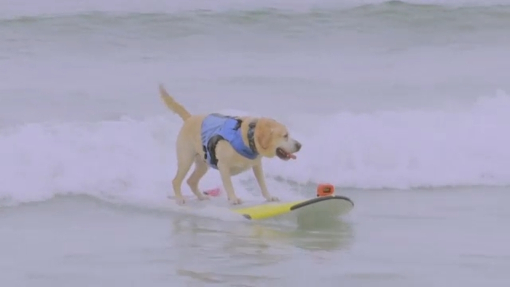 Hundreds of dogs compete in World Dog Surfing Championships
