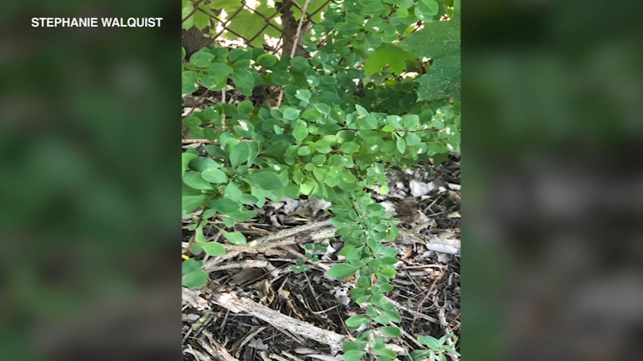 Cook County residents can get free replacement with invasive plant trade-in