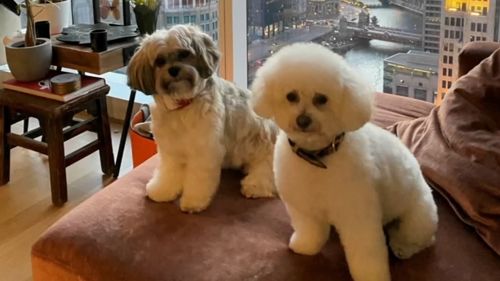 Chicago car stolen outside River North business; dogs inside found Chicago car stolen outside River North business; dogs inside found