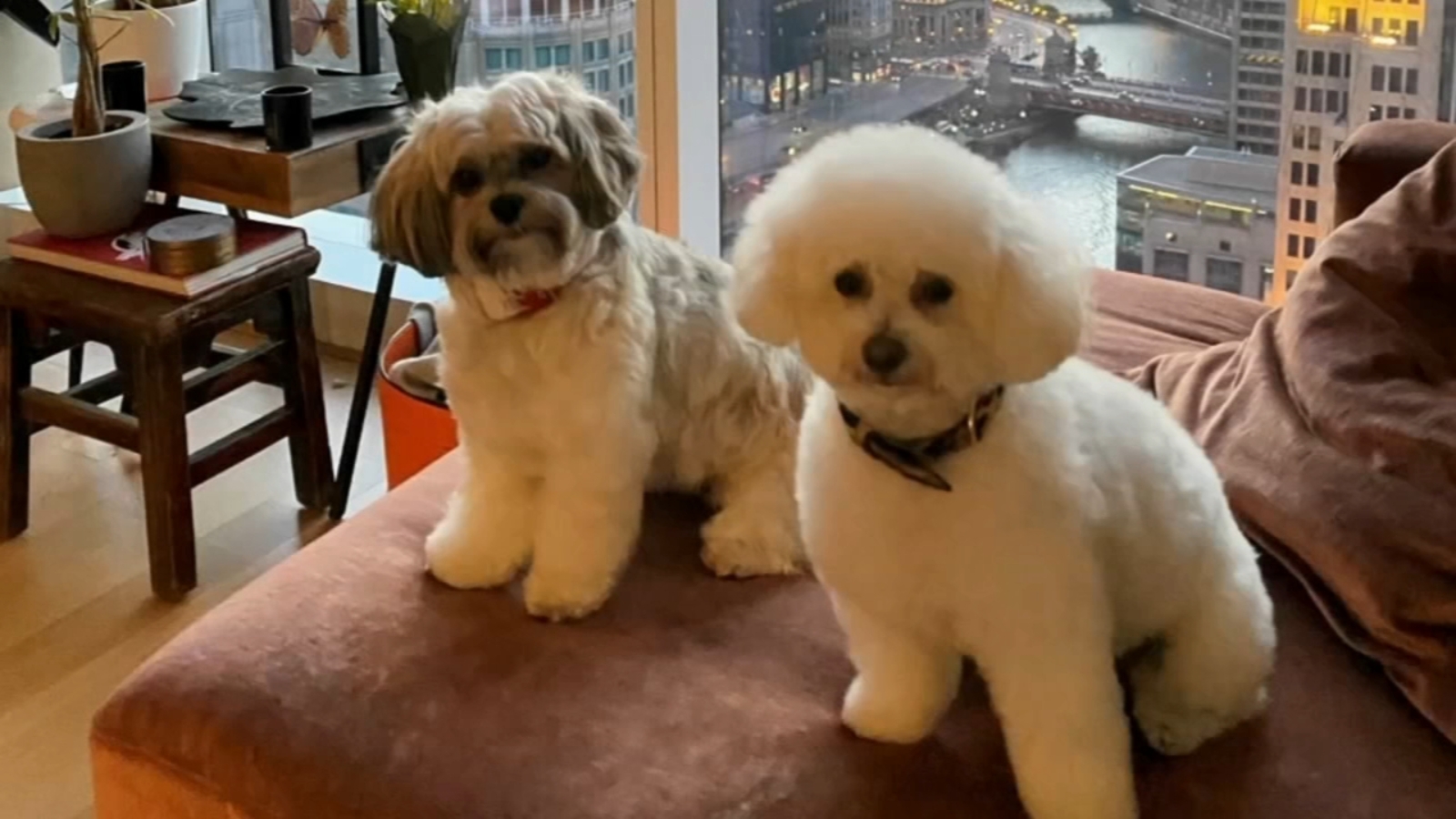 Chicago car stolen outside River North business; dogs inside found