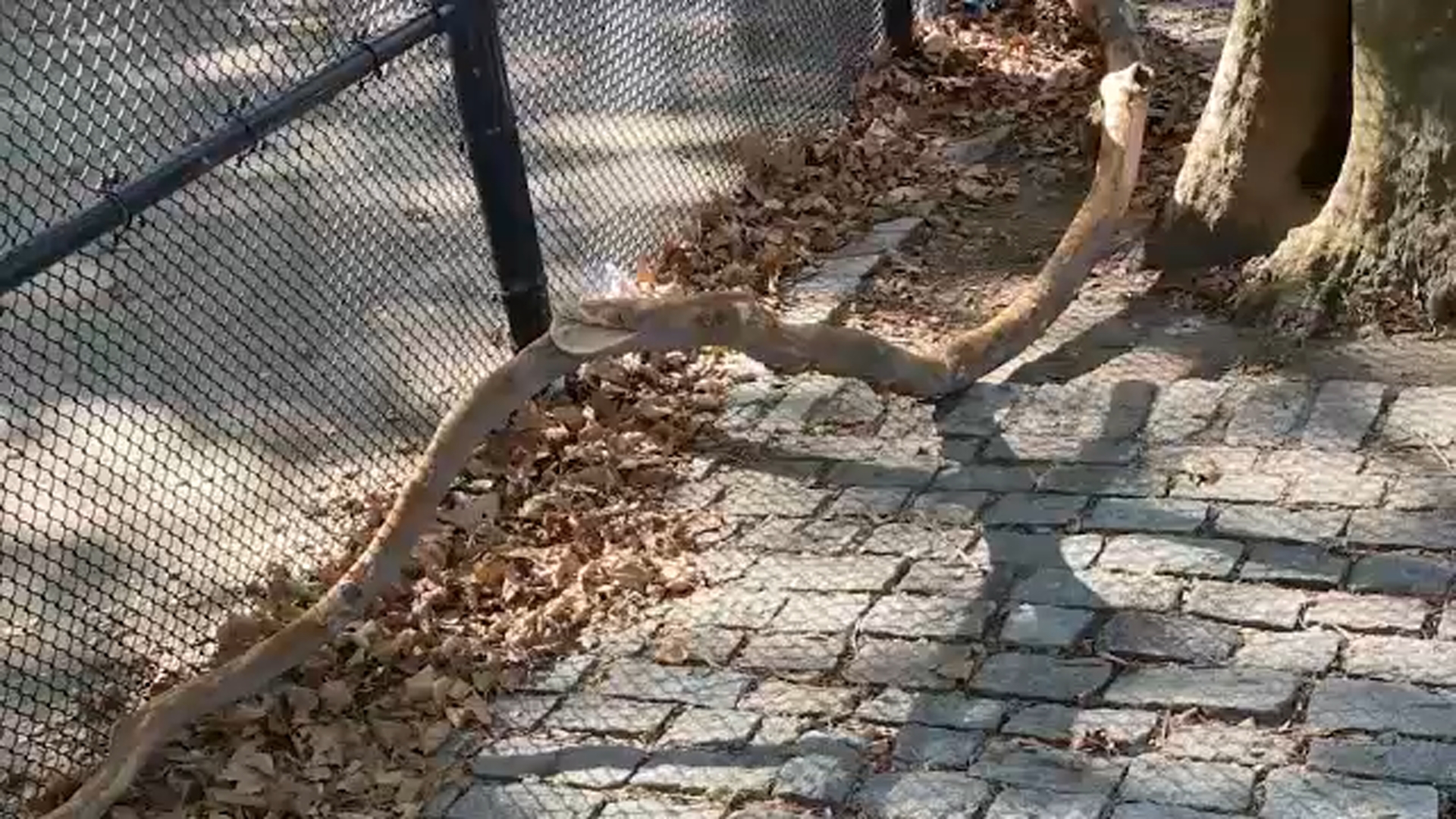 Witnesses recall moment tree branch fell on man's head in Brooklyn