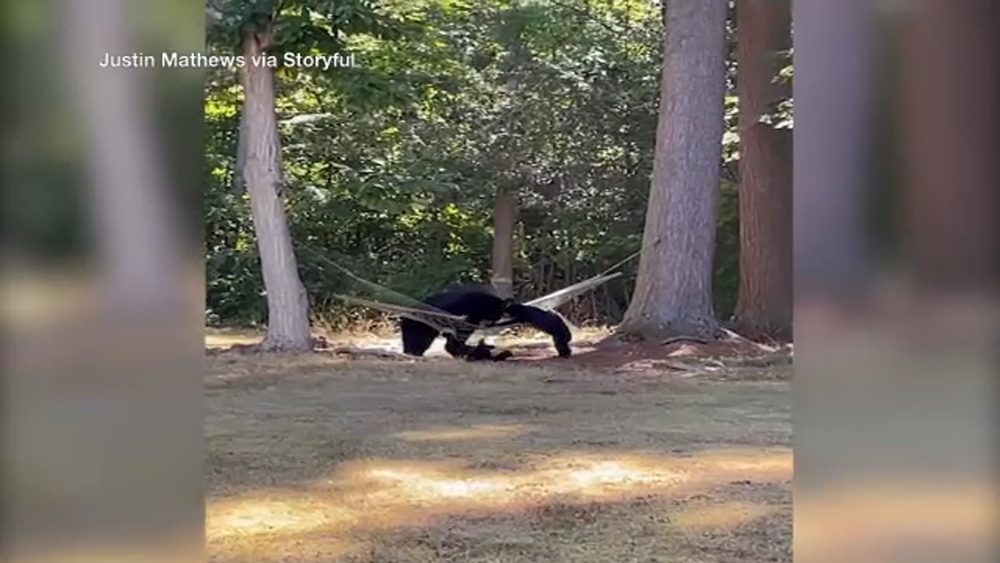 VIDEO: Family of bears struggle to get into hammock in CT