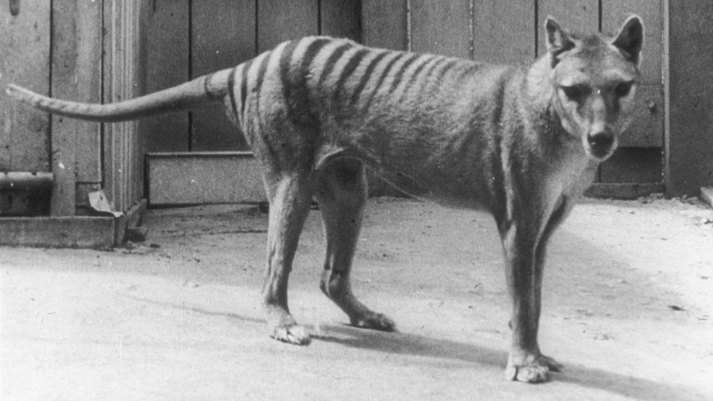 Tasmanian tiger de-extinction: Scientists plan to resurrect