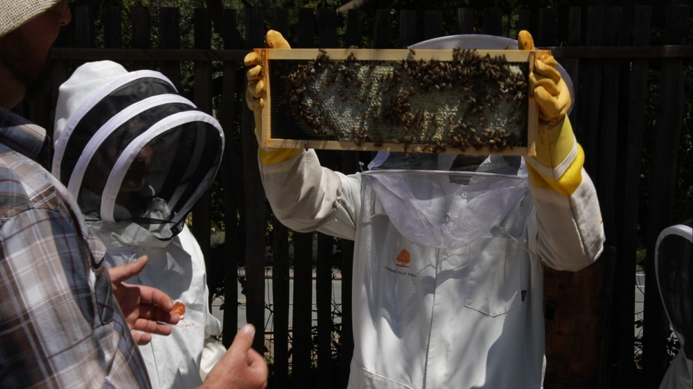 This immersive beekeeping class has everyone buzzing 