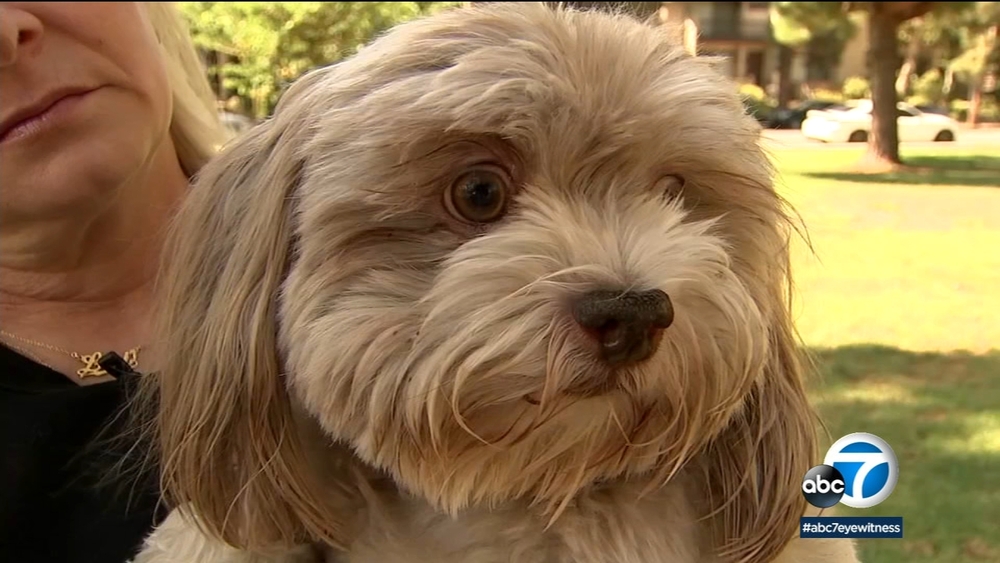 Dog goes blind after accidentally swallowing oxycodone in Santa Monica