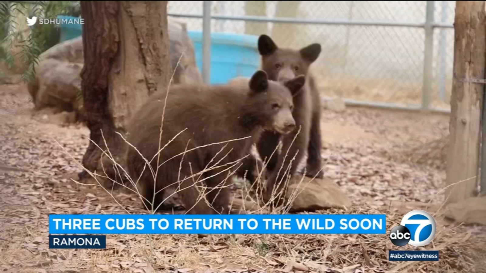 3 Orphaned cubs from San Bernardino mountains returning to wild once