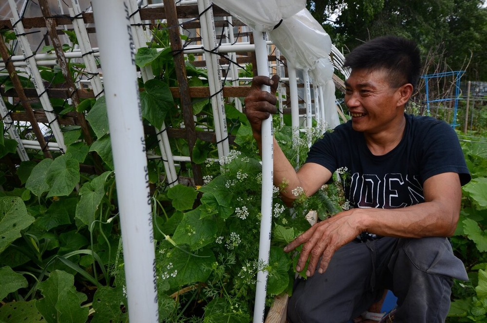 Global Garden helps refugees feel more at home in Chicago