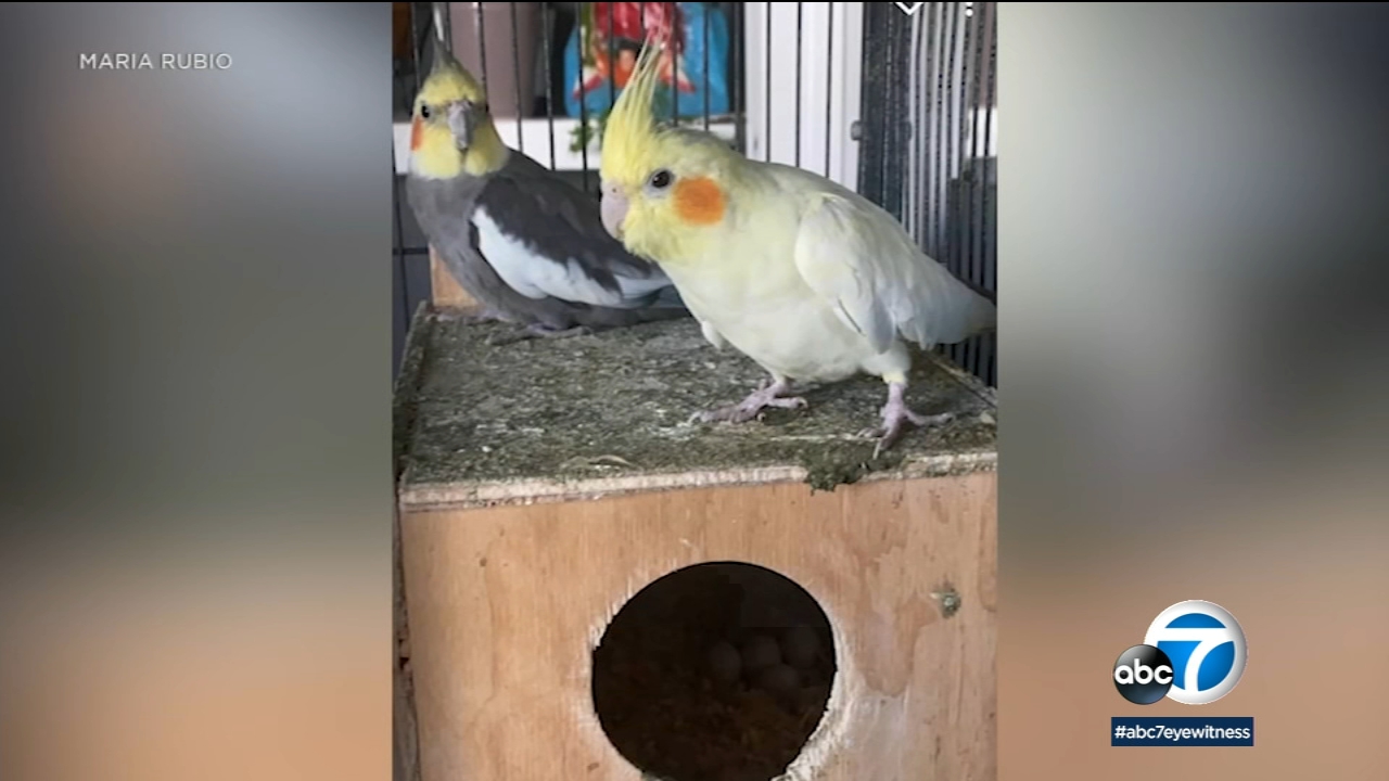 Anaheim family who lost home, birds in house fire gets new birds