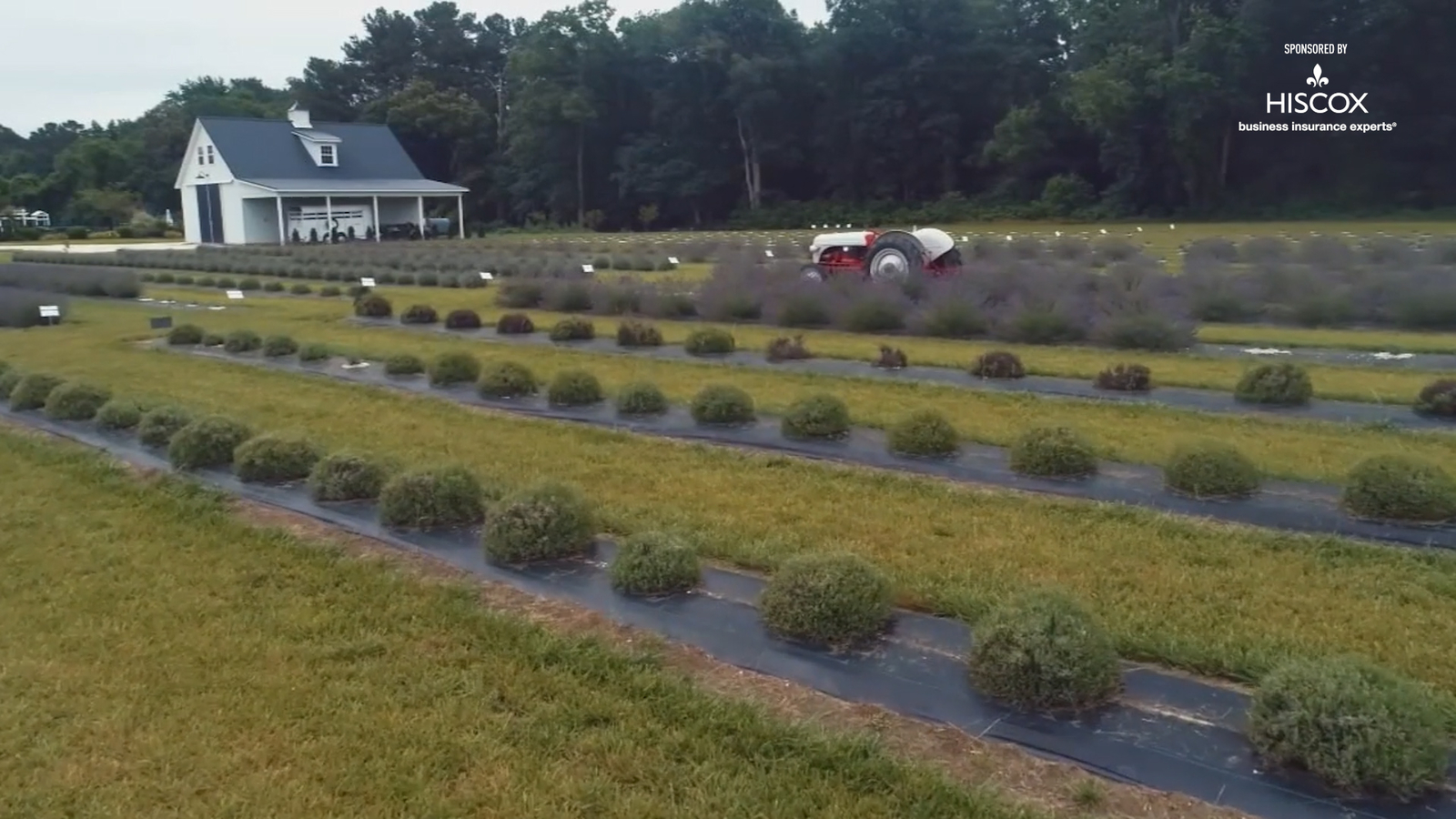 Brittingham Farms creates Lavender and Lambs Experience to educate ...