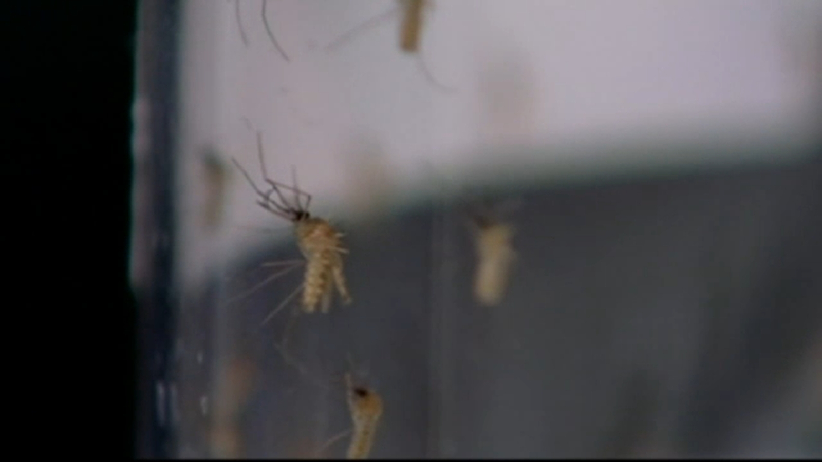 Fresno County health officials report 9 human cases of West Nile Virus