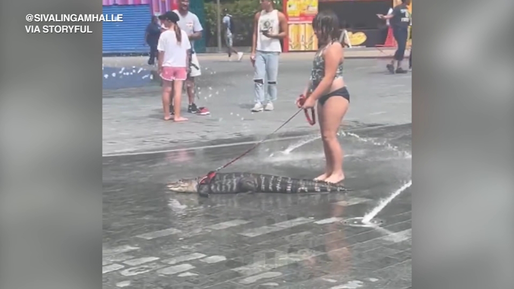 Emotional support alligator spotted cooling off in Philly's Love Park