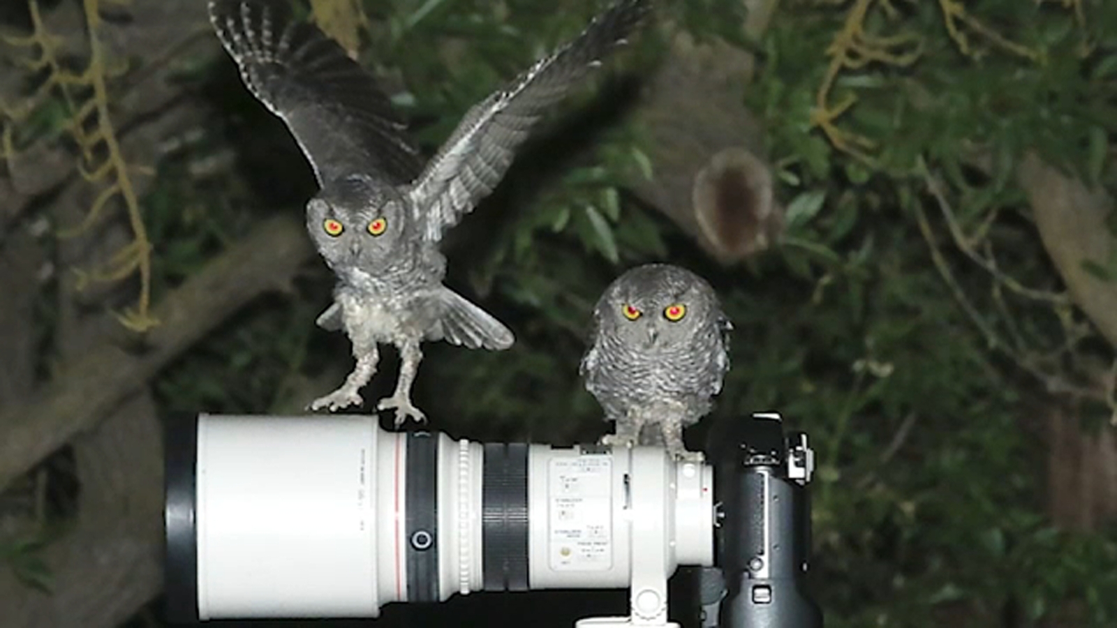 Family of fearless owls finds home in Fresno photographer's backyard