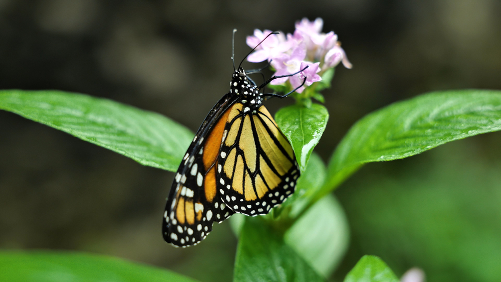 Bay Area girl scout spearheads butterfly conservation efforts