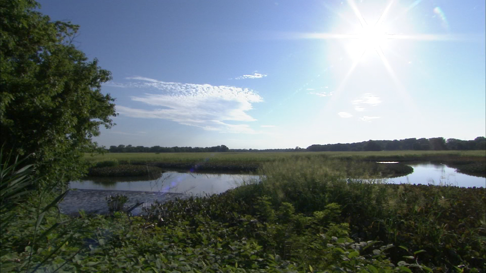 Check out John Heinz Refuge, America's First Urban Refuge