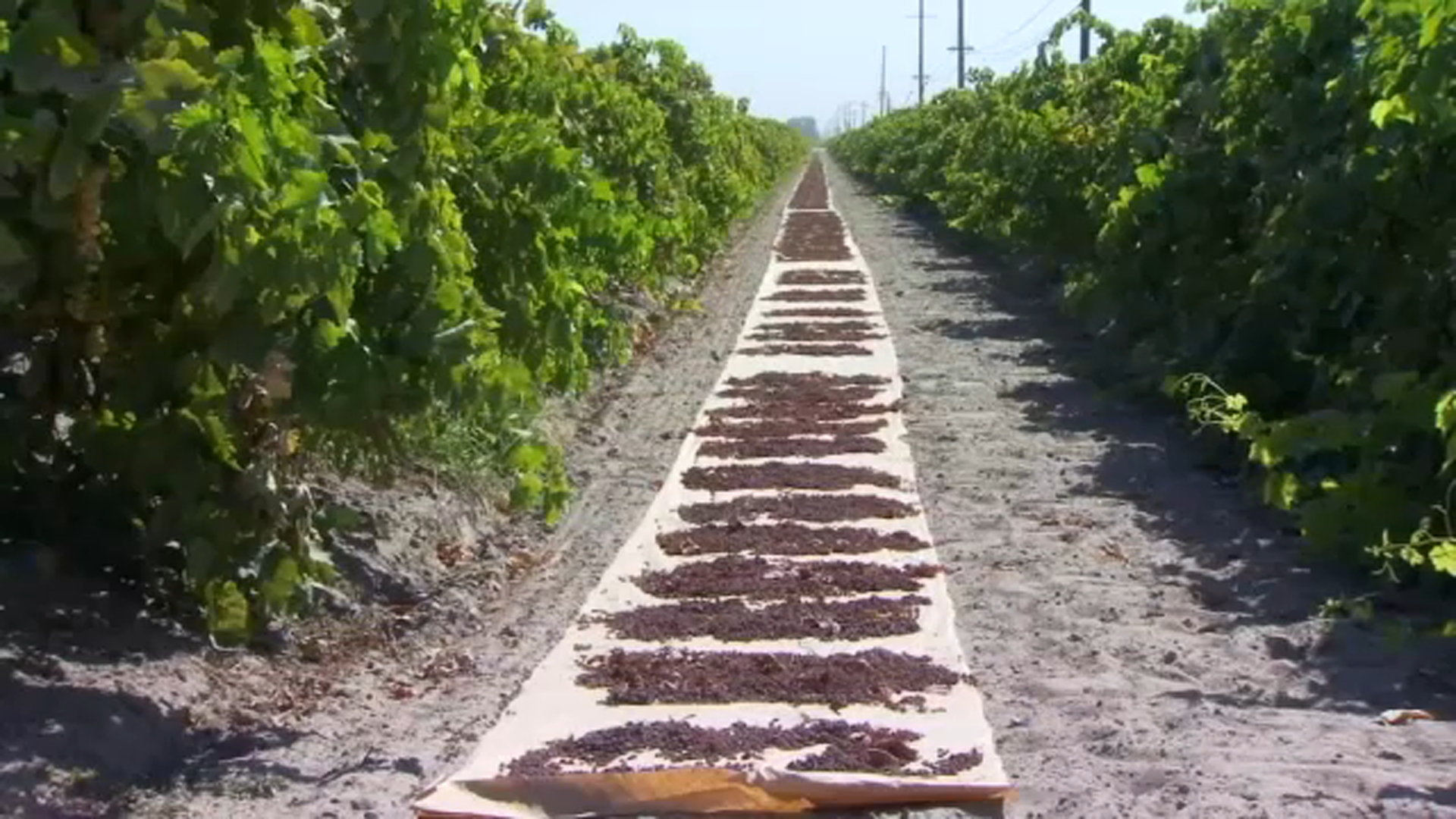 The Valley's crops are getting sunburned in this extreme heat