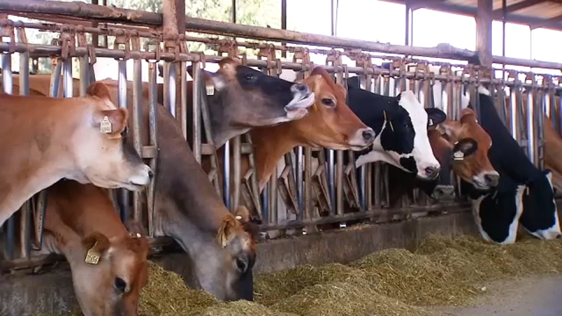 How Valley ranchers keep their cows cool during scorching summers