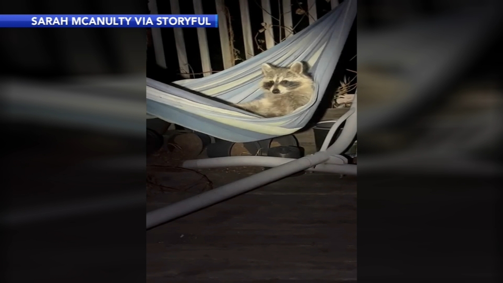 Raccoon found hanging out in Fishtown hammock 