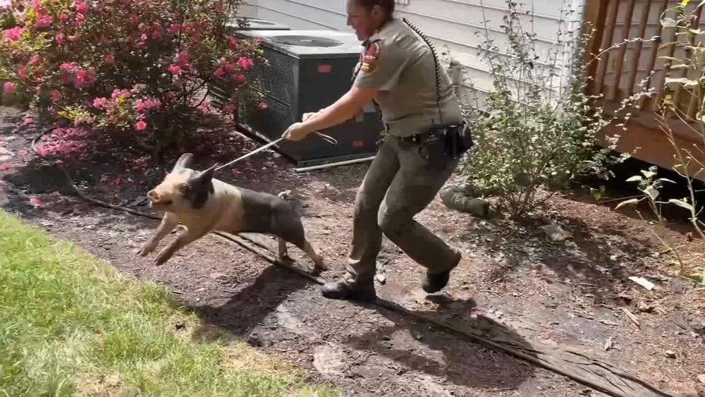 Pig captured in Raleigh yard after wandering loose for days