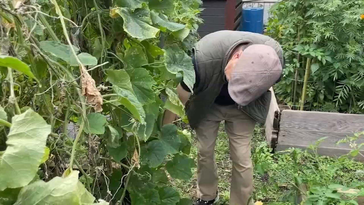 El Paseo Community Garden deepening its roots in changing Pilsen neighborhood