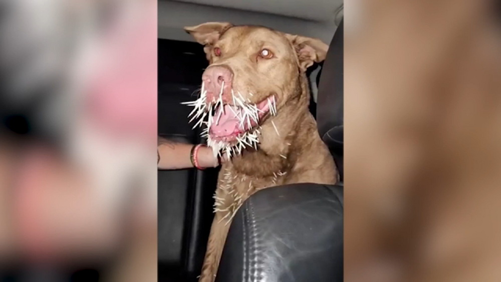 Beloved family dog dies after fight with porcupine in backyard