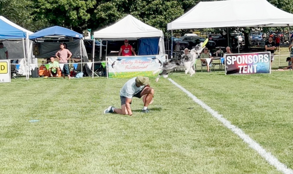 A doggone fun day at a canine competition in suburban Chicago