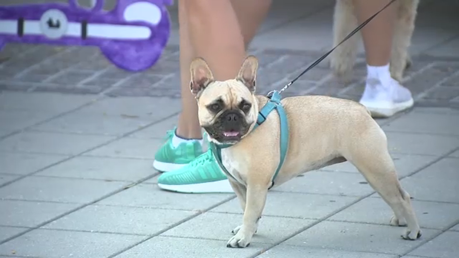 'Walk and Wag; event held in Manhattan