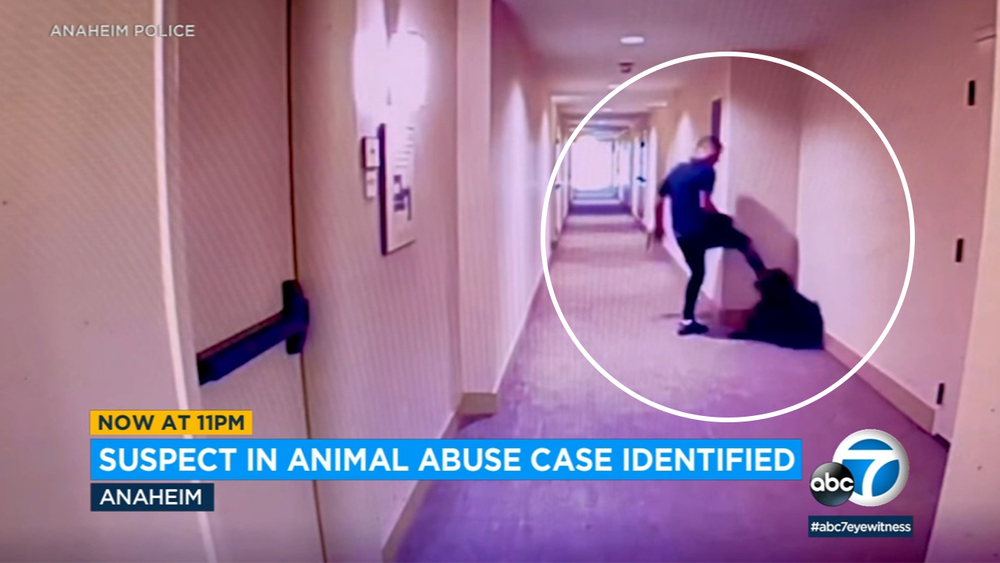 Police identify man seen on video abusing dog in Anaheim