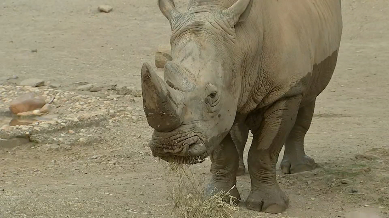 Cecily Tynan learns about Tony the Rhino during Zoo Adventures