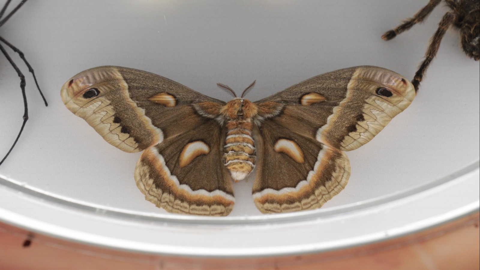 California Academy of Sciences reveals the secret life of bugs ABC7