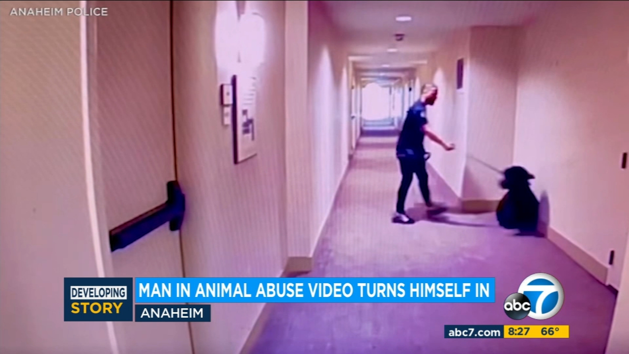 Pet of the Week 1yearold Husky mix named Juno ABC7 Los Angeles