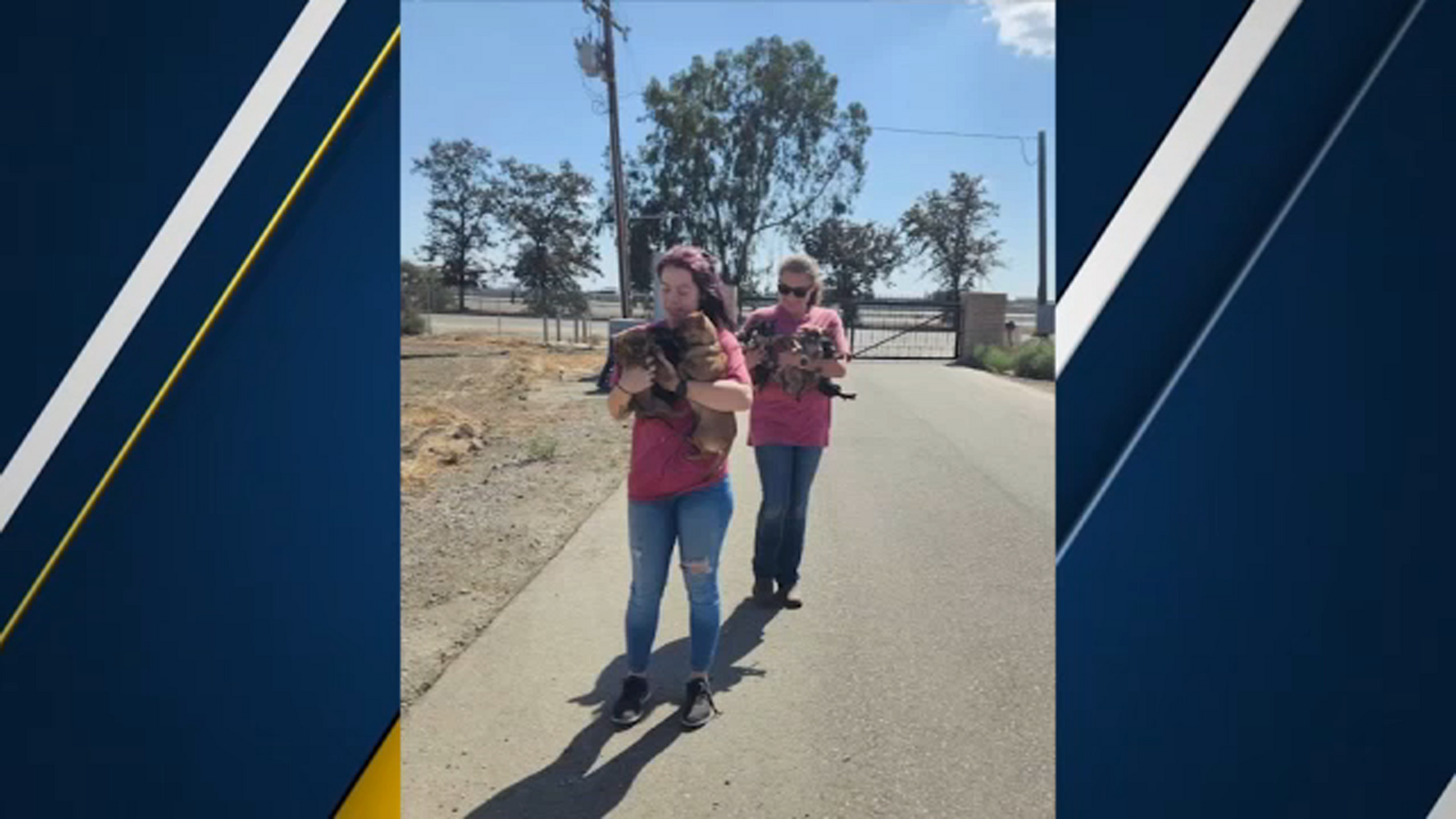 Donations needed as puppies are dropped off at Valley Oak SPCA - ABC30