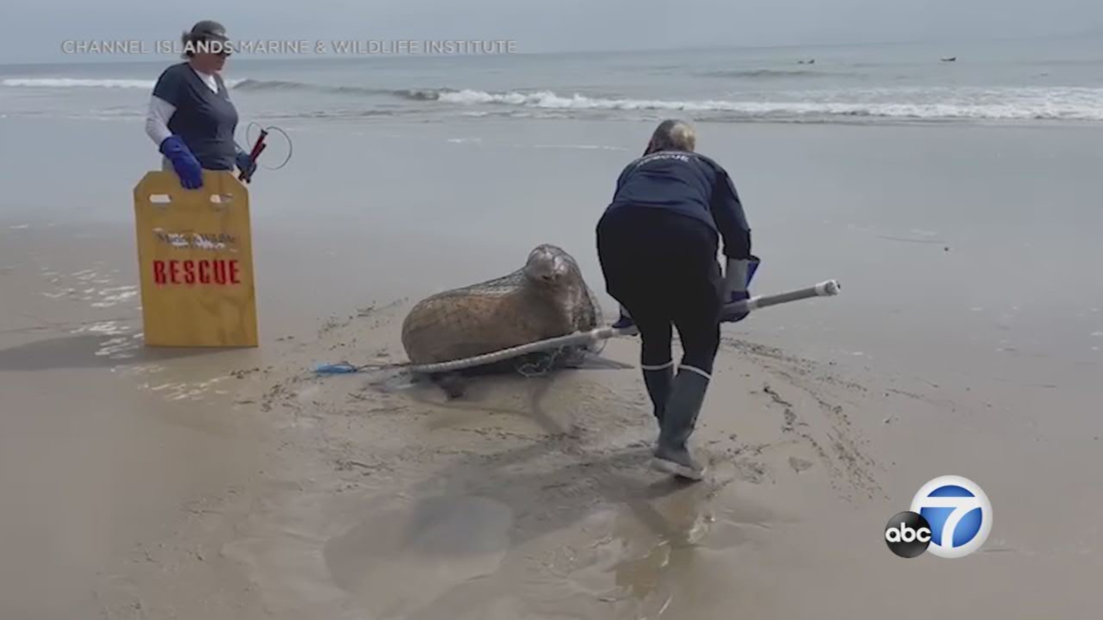 San Diego Closes Popular Beach for Seven Years to Protect Sea Lions, Smart  News