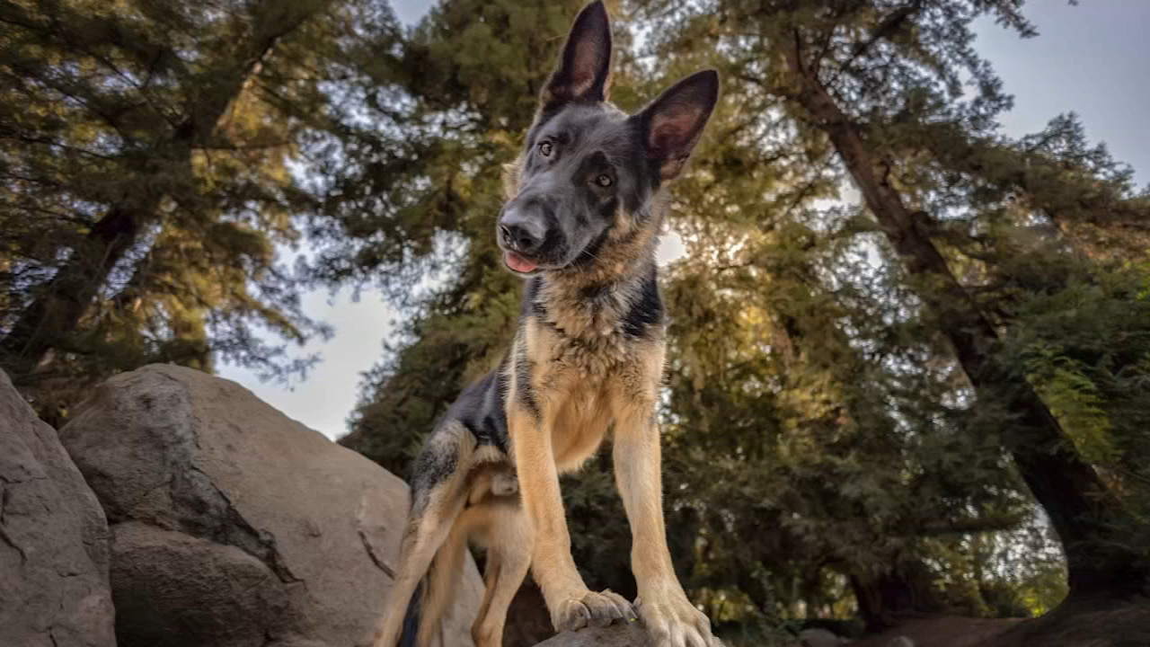 Valley photographer helps rescue shelters one shoot at a time