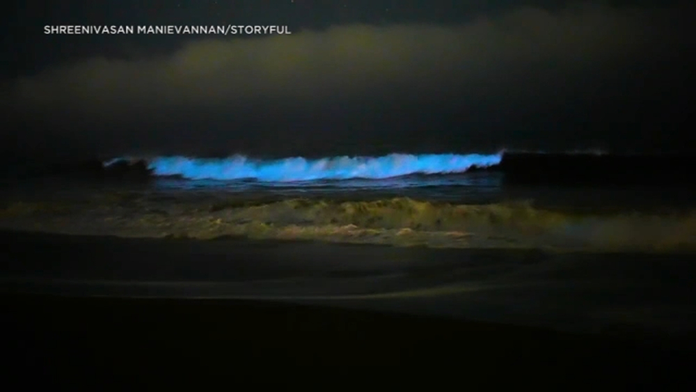 Bioluminescent blue waves return to California's coastline
